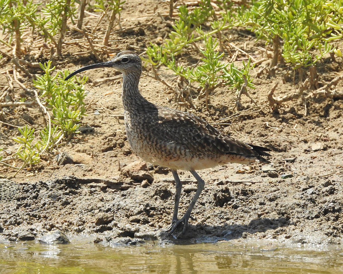 Whimbrel - Glenda Tromp