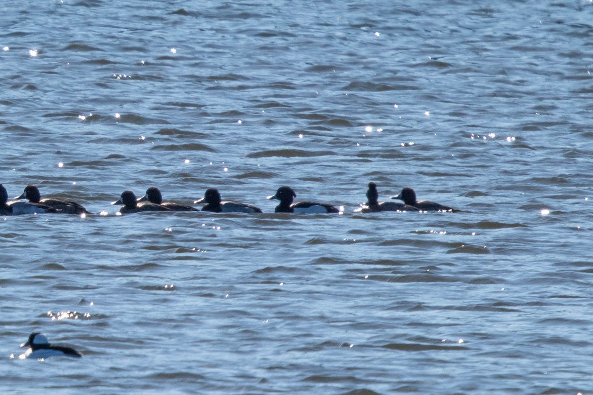 Tufted Duck - ML143948261