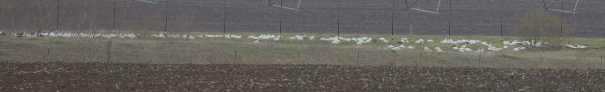 Snow/Ross's Goose - Nic Webster