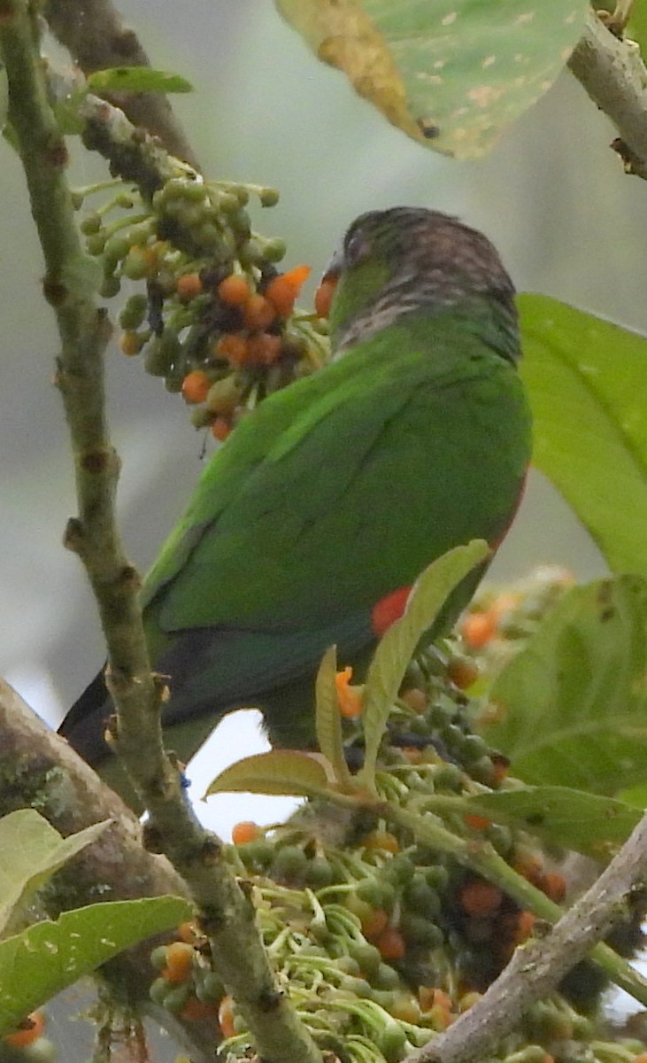 Maroon-tailed Parakeet (Choco) - ML143951031