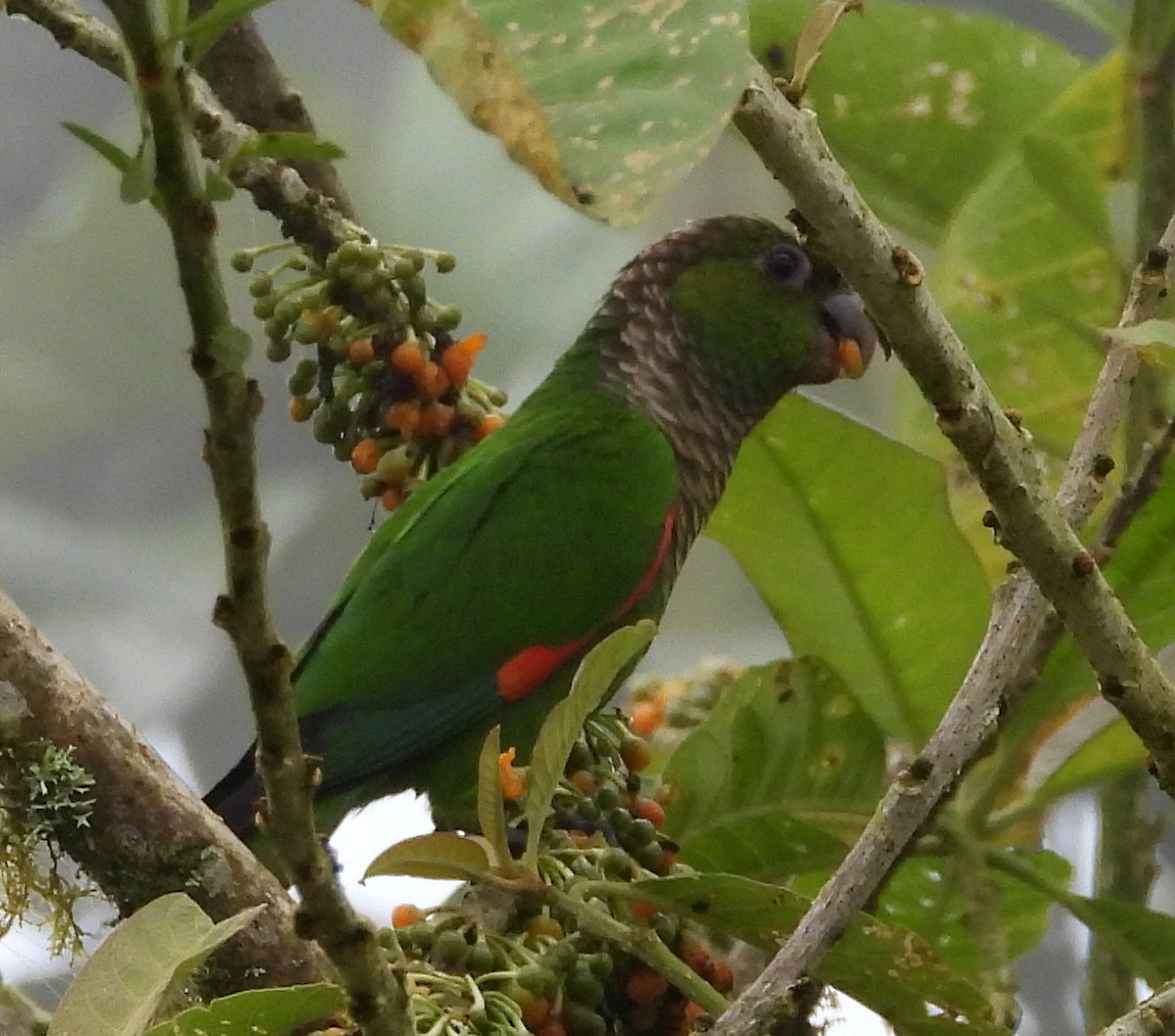 Maroon-tailed Parakeet (Choco) - ML143951041