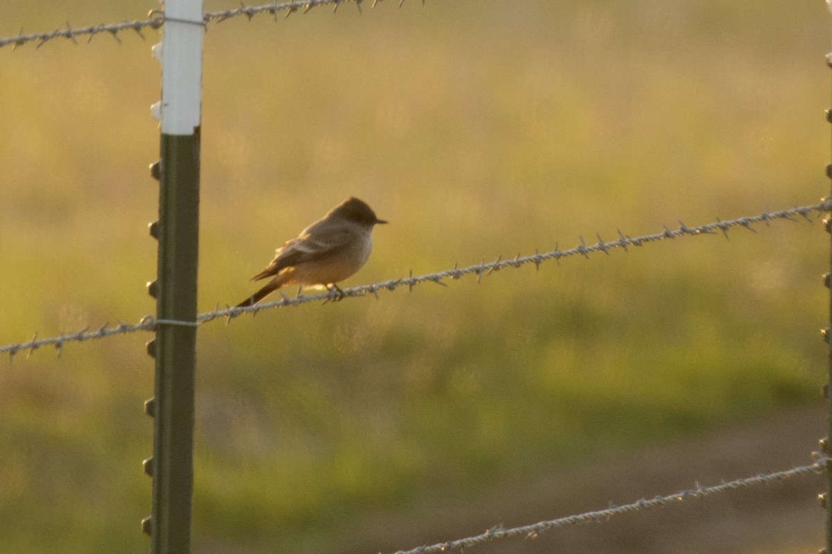 Say's Phoebe - Nic Webster