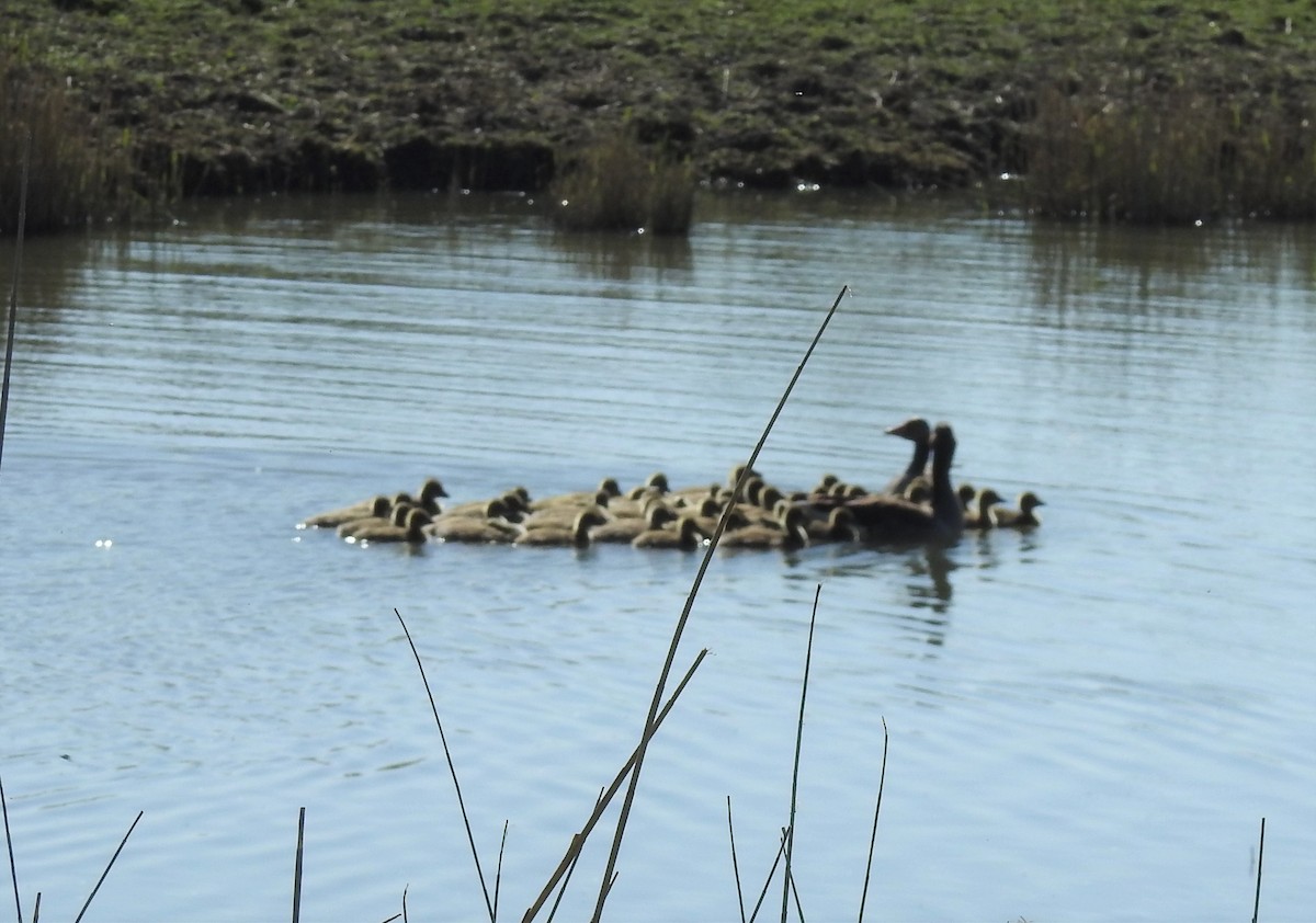 Graylag Goose - ML143951401