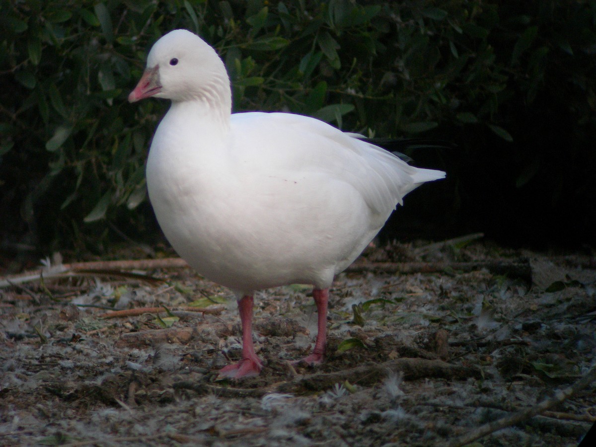 Ross's Goose - ML143951961