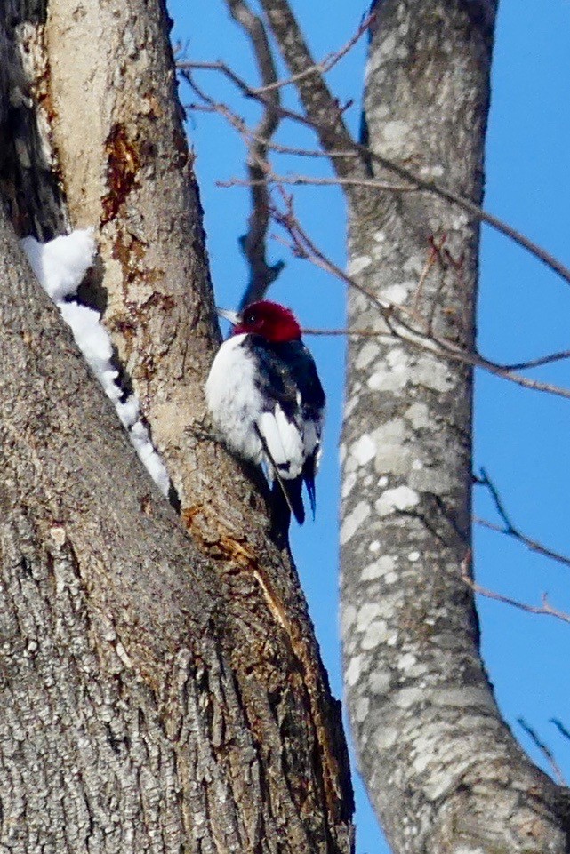 Red-headed Woodpecker - Tod abrahams
