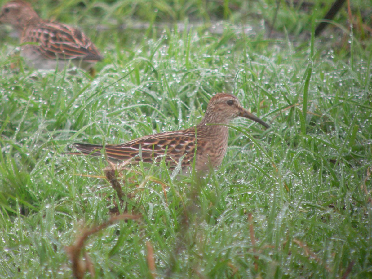 Bécasseau à poitrine cendrée - ML143952781