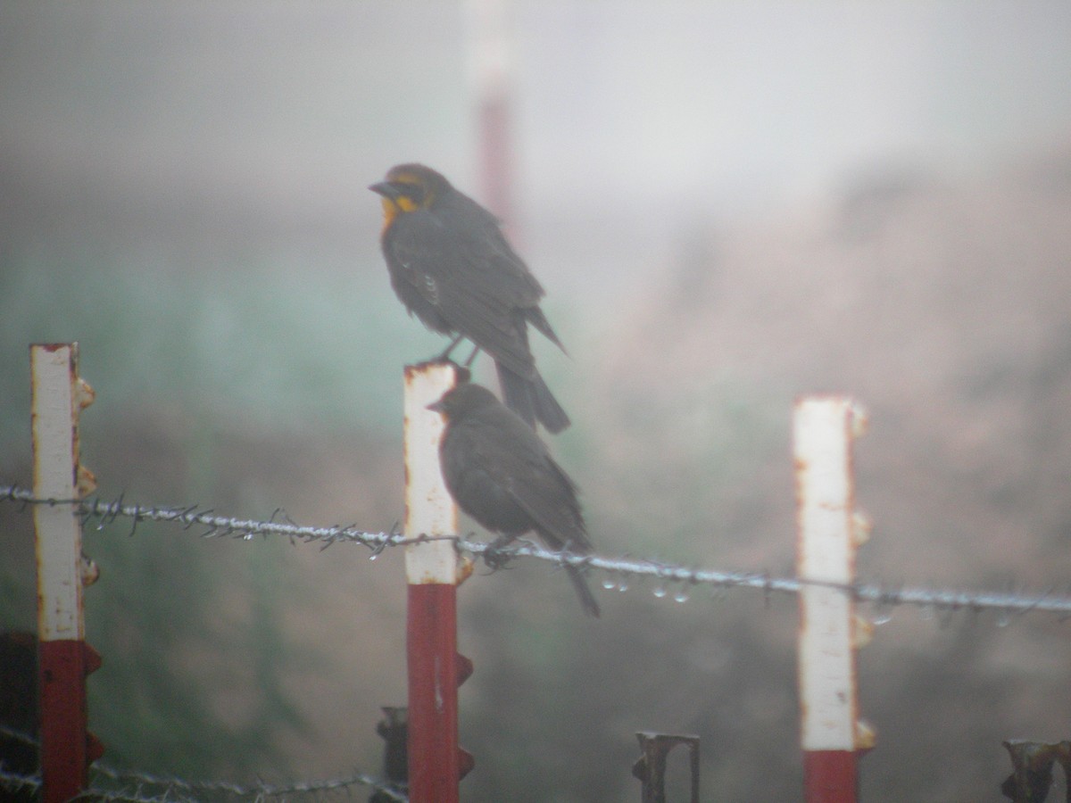 Yellow-headed Blackbird - ML143952821