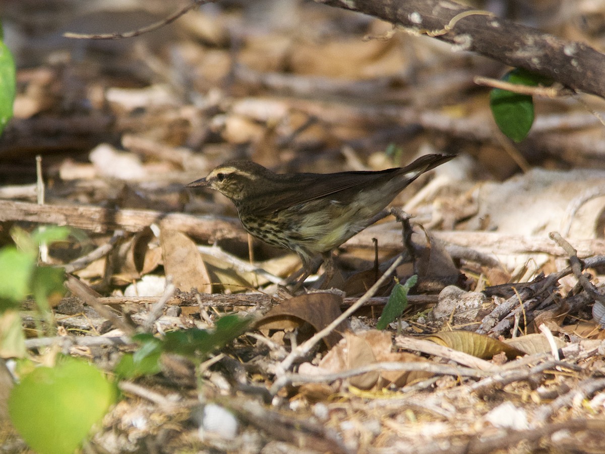 Northern Waterthrush - ML143954021