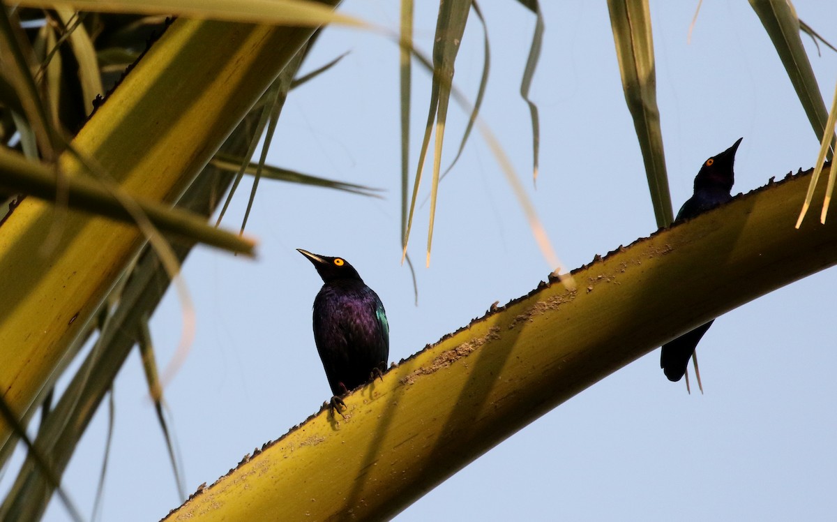 Purple Starling - ML143957411