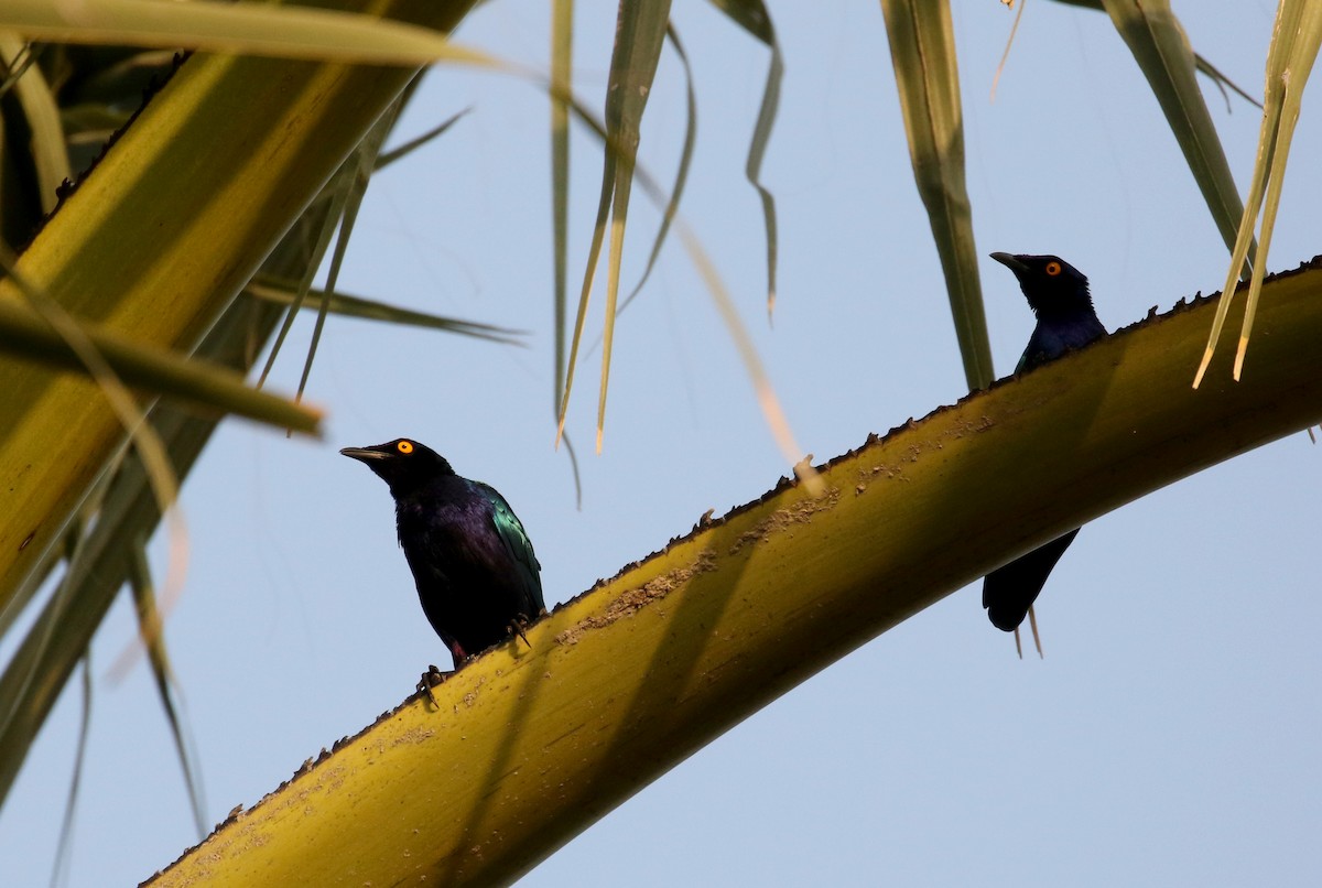 Purple Starling - ML143957451