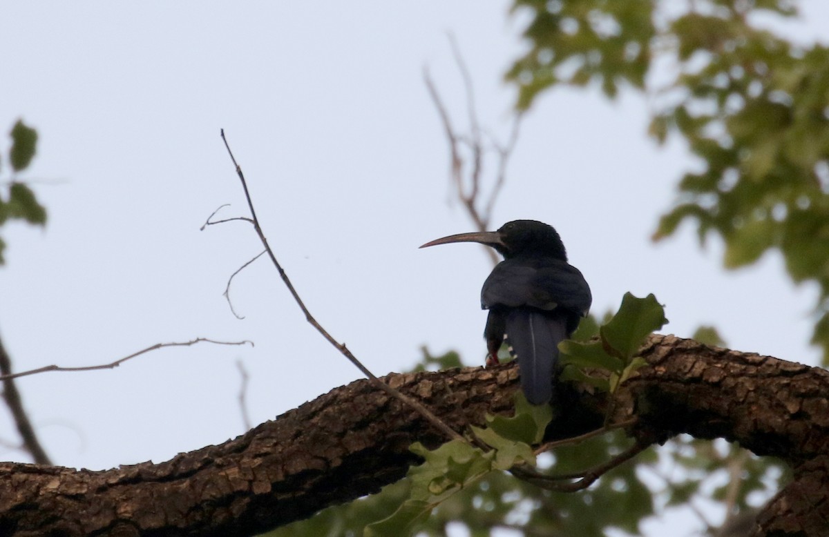 Green Woodhoopoe - Jay McGowan