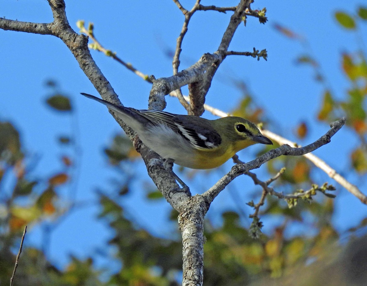 Yellow-throated Vireo - ML143958881