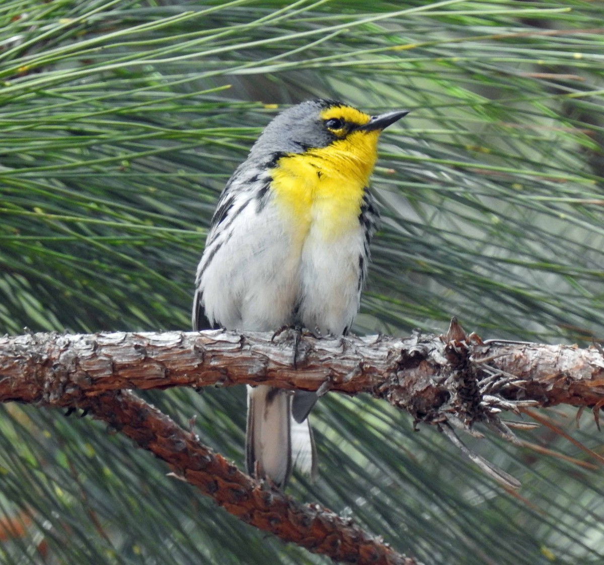 Grace's Warbler - Danilo Moreno