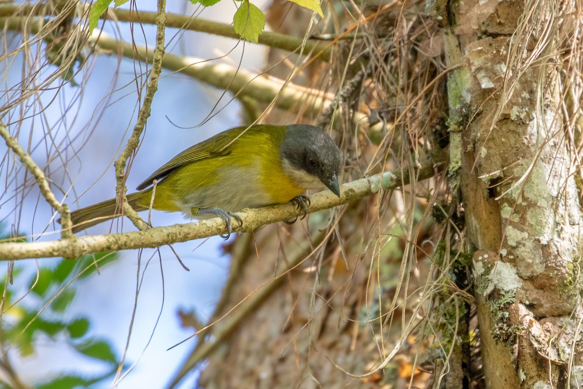 Common Chlorospingus (Northern Andes) - ML143959241