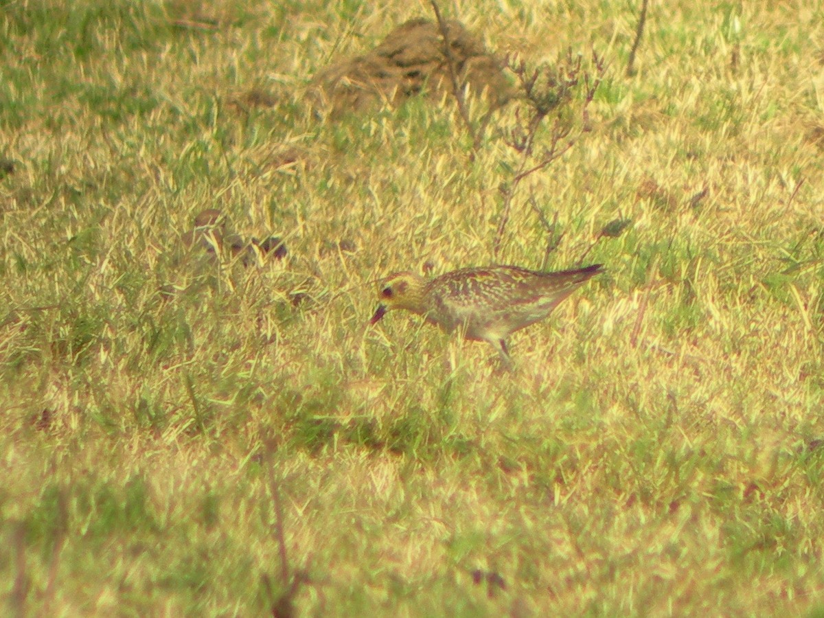 Pacific Golden-Plover - ML143962601