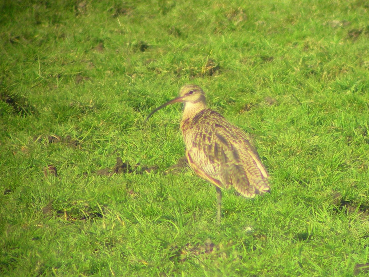 Long-billed Curlew - ML143962631