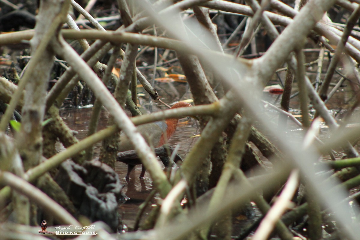 Rufous-necked Wood-Rail - Angel Castillo Birdwatching Guide