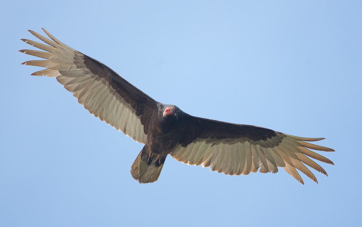 Turkey Vulture - Harlan Stewart