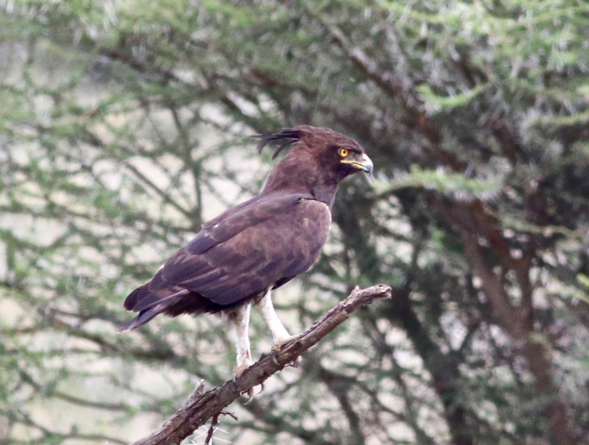 Long-crested Eagle - Charlie   Nims