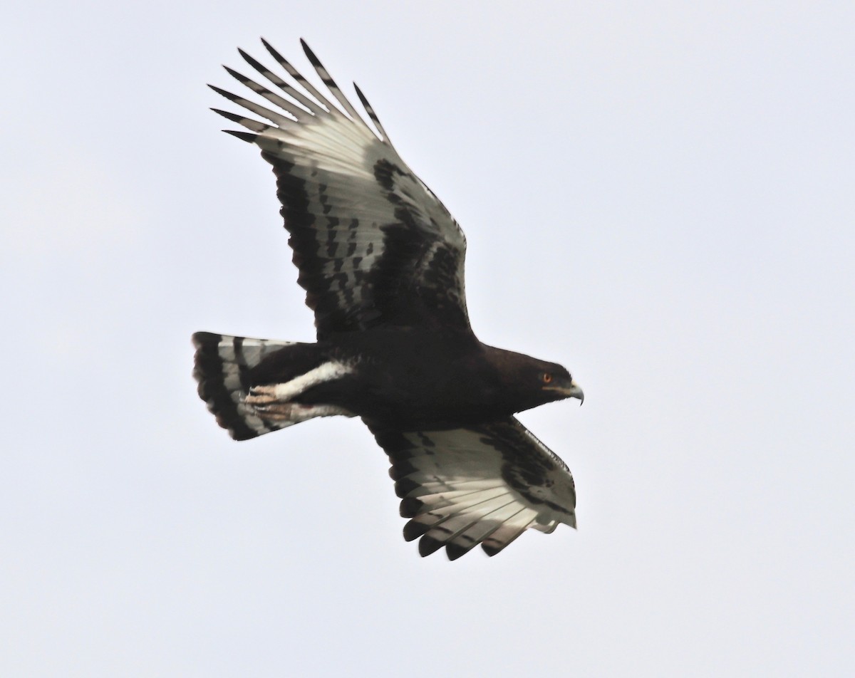 Long-crested Eagle - Charlie   Nims
