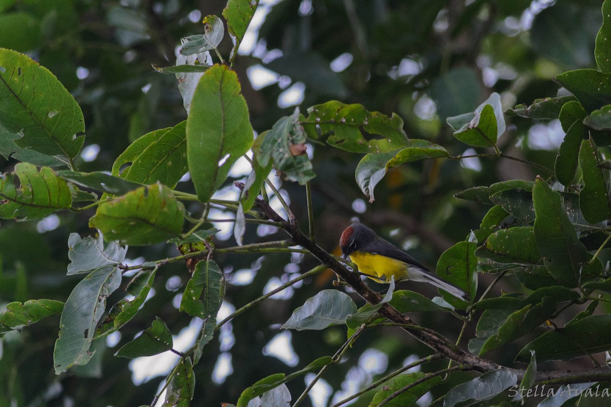 Brown-capped Redstart - ML143965391