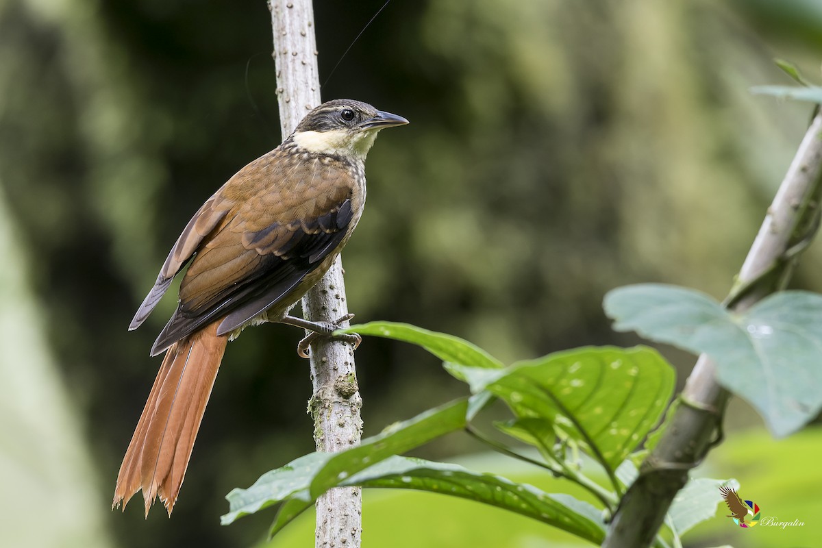 Buffy Tuftedcheek - Fernando Burgalin Sequeria