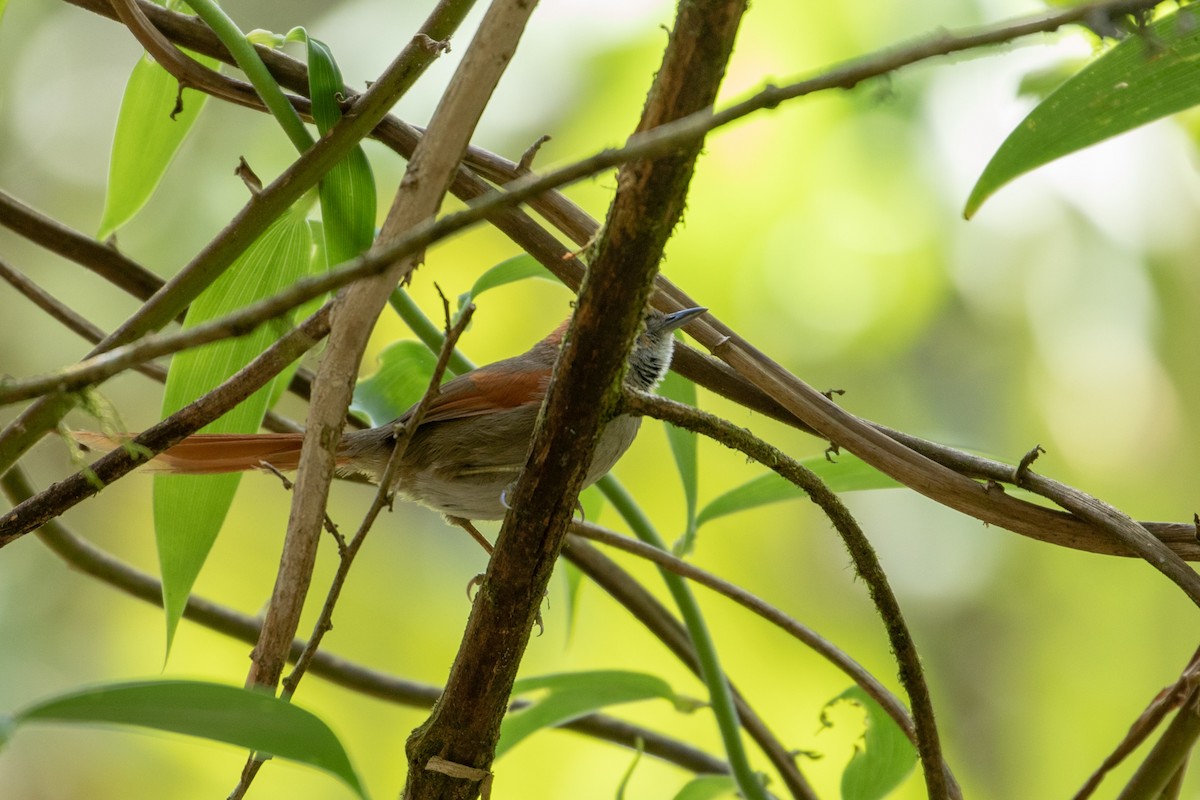 Azara's Spinetail - Louis Bevier