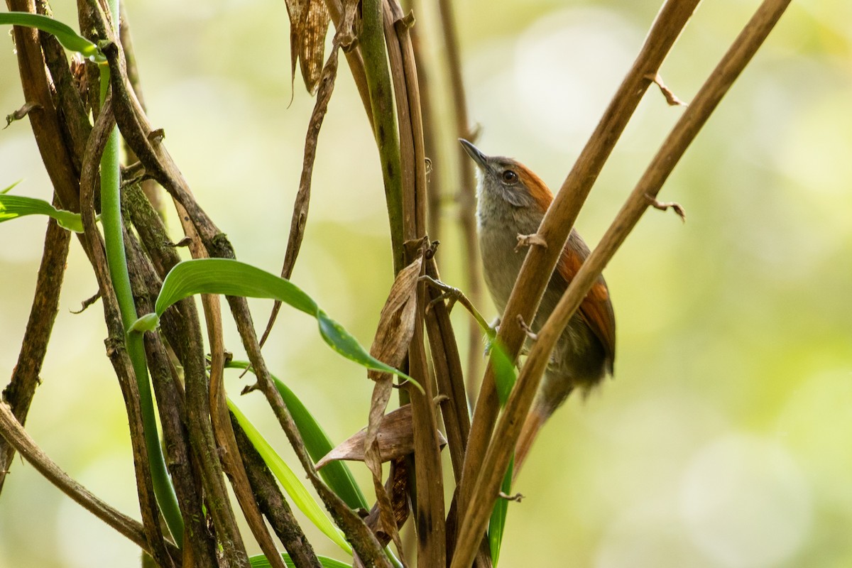 Azara's Spinetail - ML143968351