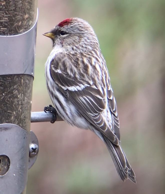 Common Redpoll - ML143969941