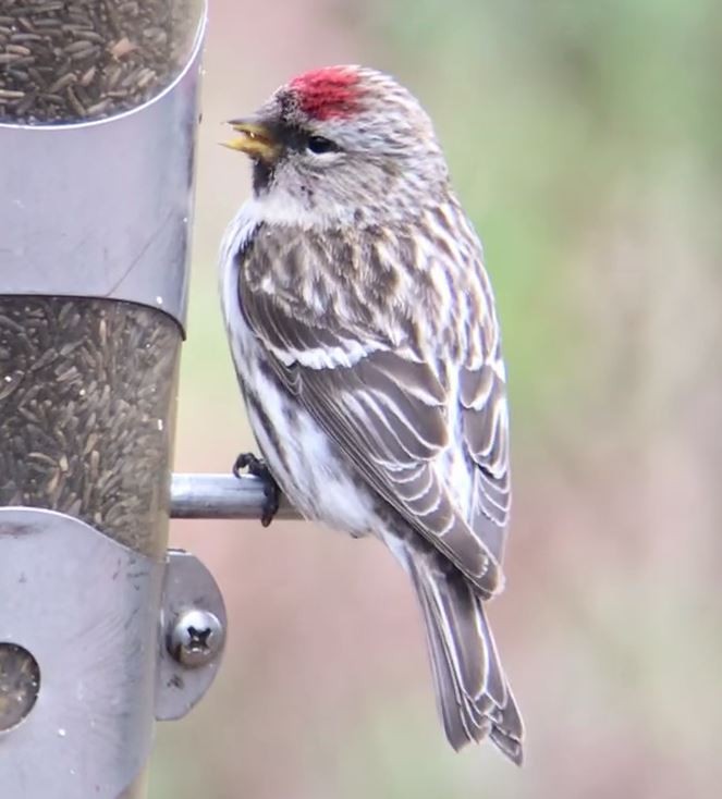 Common Redpoll - ML143970071