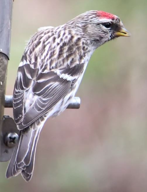 Common Redpoll - ML143970101