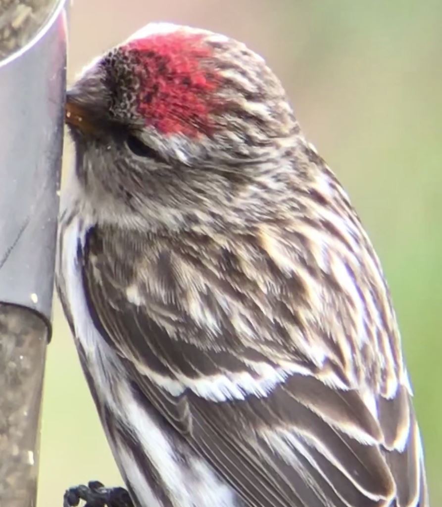 Common Redpoll - ML143970221