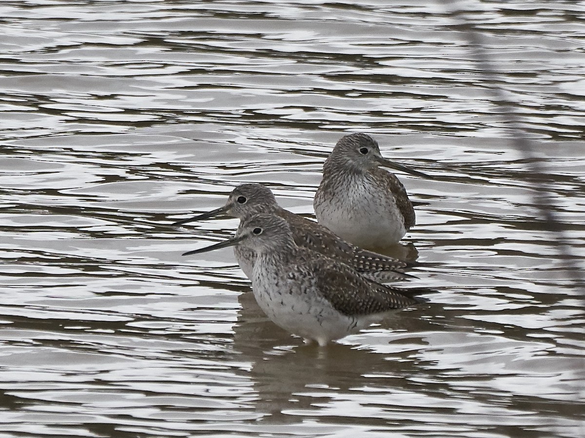 Greater Yellowlegs - ML143970601