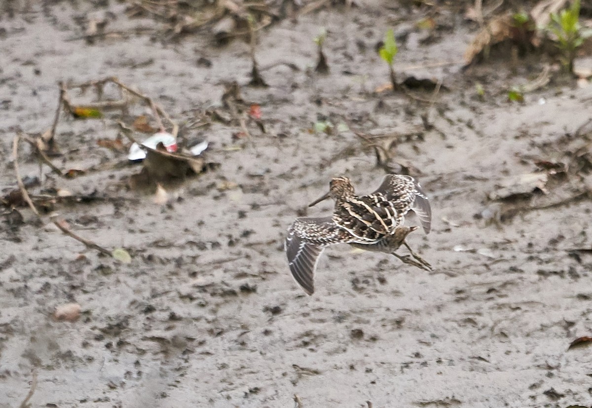 Wilson's Snipe - ML143972521