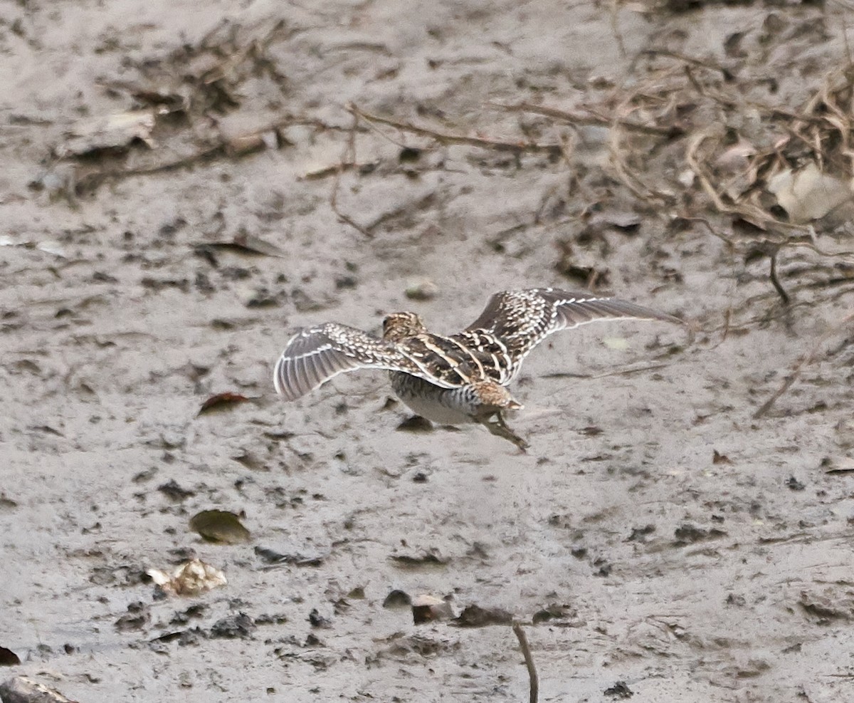 Wilson's Snipe - ML143972531