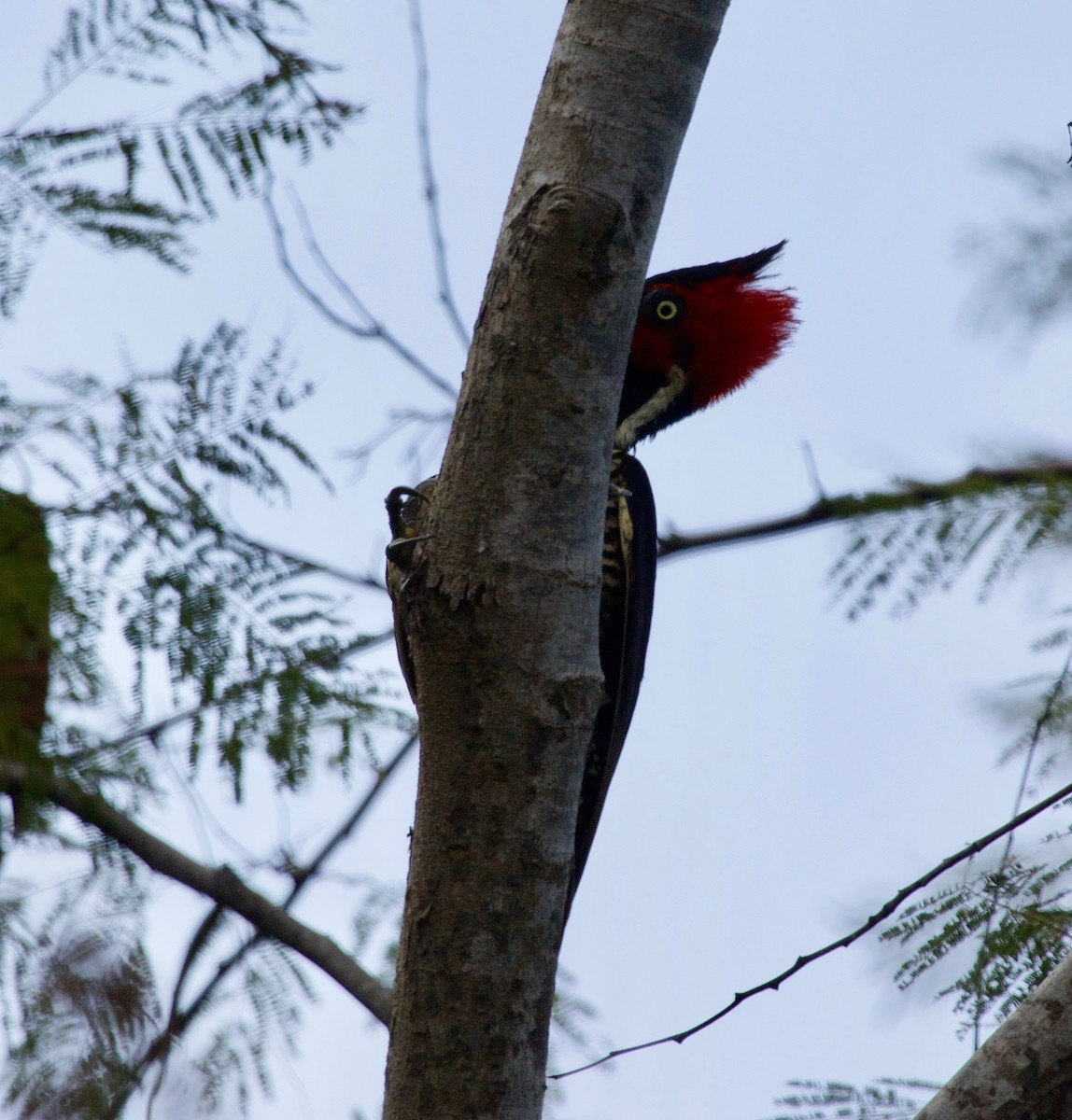 Pale-billed Woodpecker - ML143973471