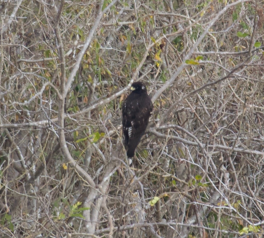 Zone-tailed Hawk - ML143973511