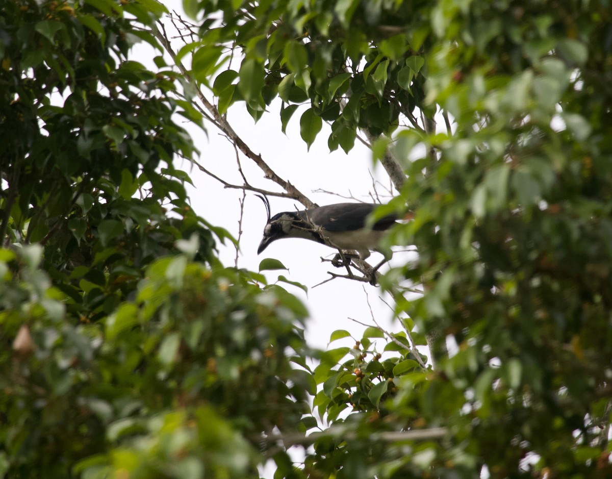 White-throated Magpie-Jay - ML143973521