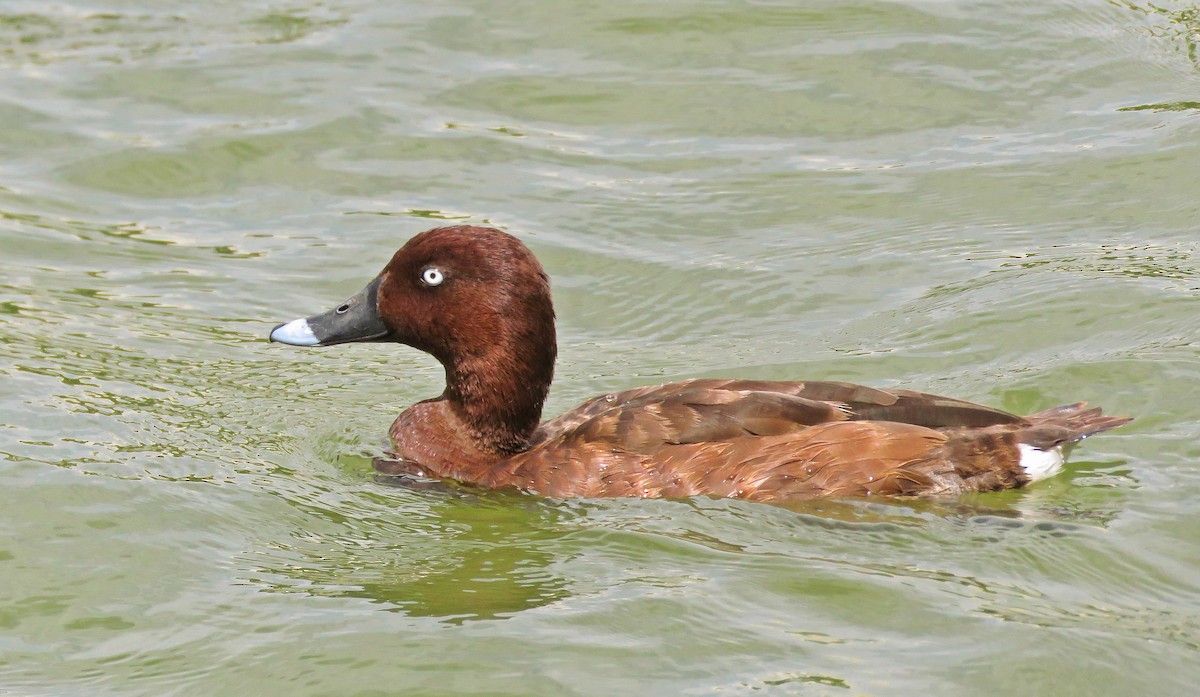 Porrón Australiano - ML143975791