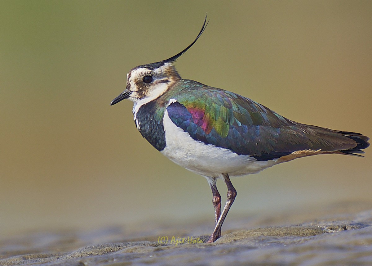 Northern Lapwing - ML143977451