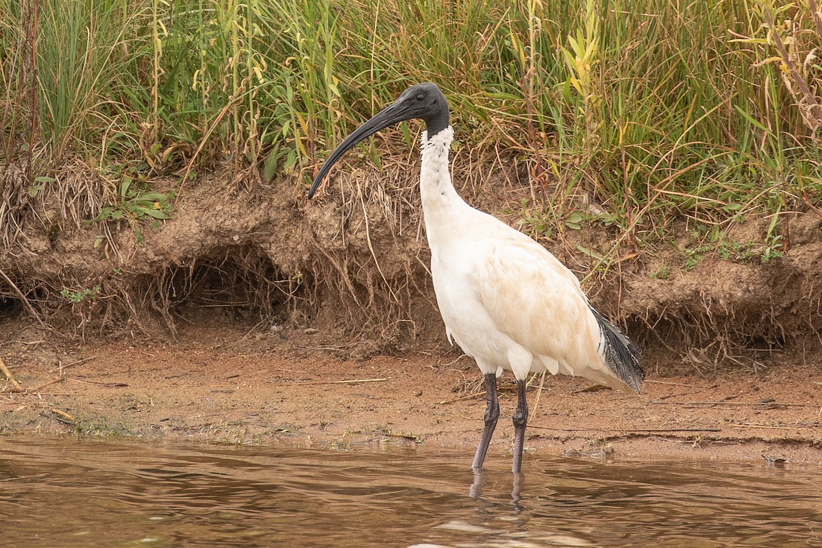 Australian Ibis - ML143977581