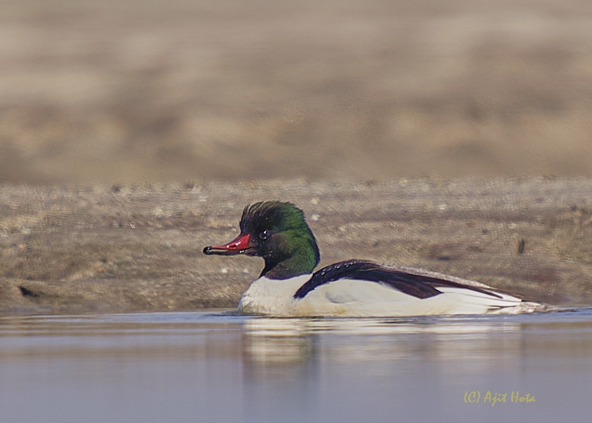 Common Merganser - ML143977651
