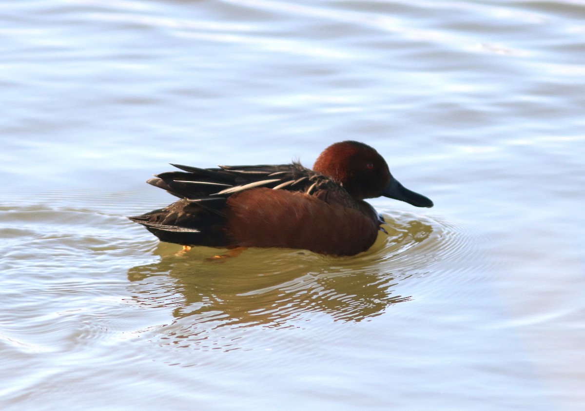 Cinnamon Teal - ML143980871
