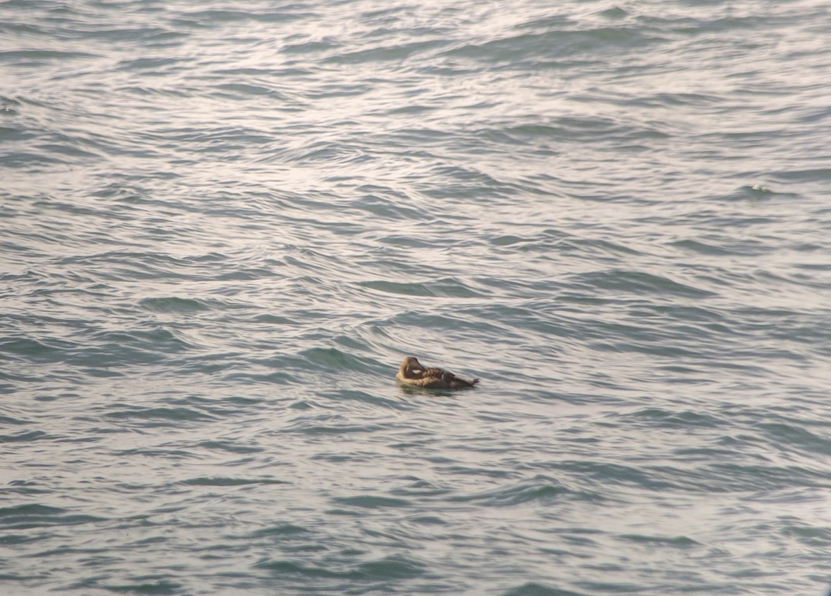 Common Eider - Phred Benham