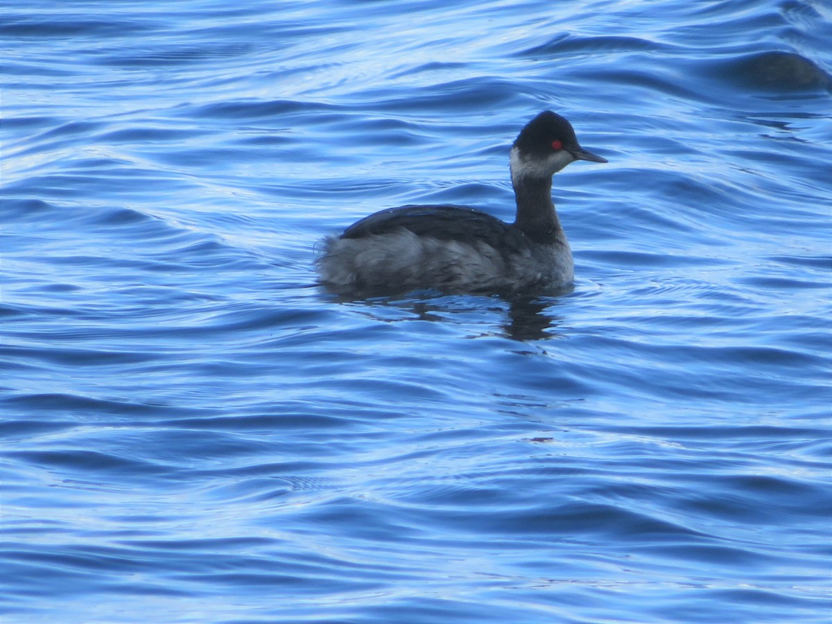 Eared Grebe - ML143981461