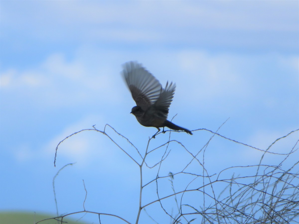 Say's Phoebe - ML143981491