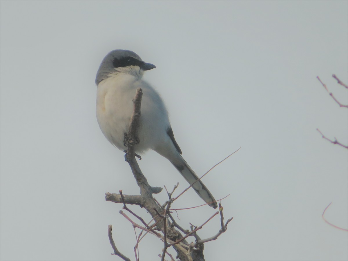 Loggerhead Shrike - ML143981521