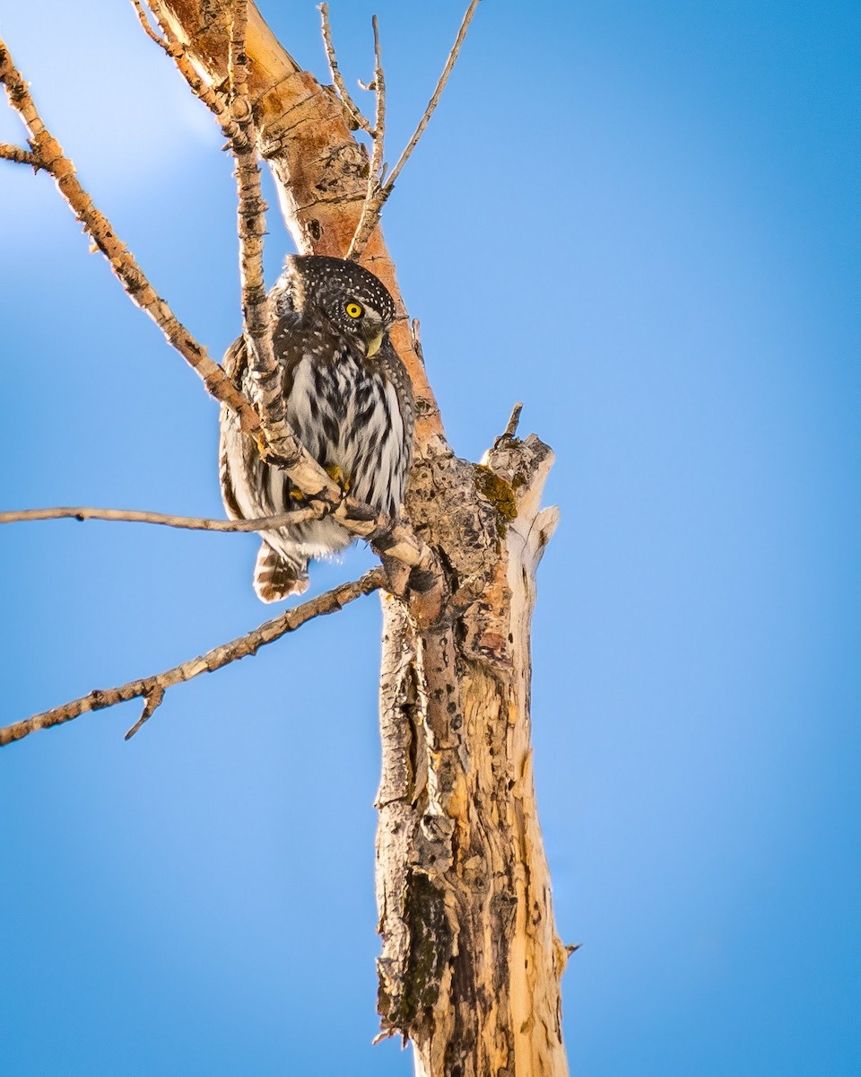 Northern Pygmy-Owl - ML143981561
