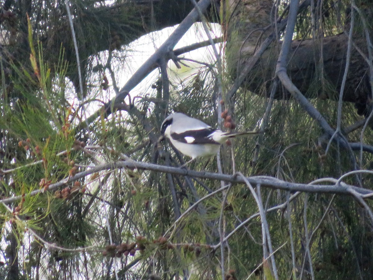 Loggerhead Shrike - ML143981601