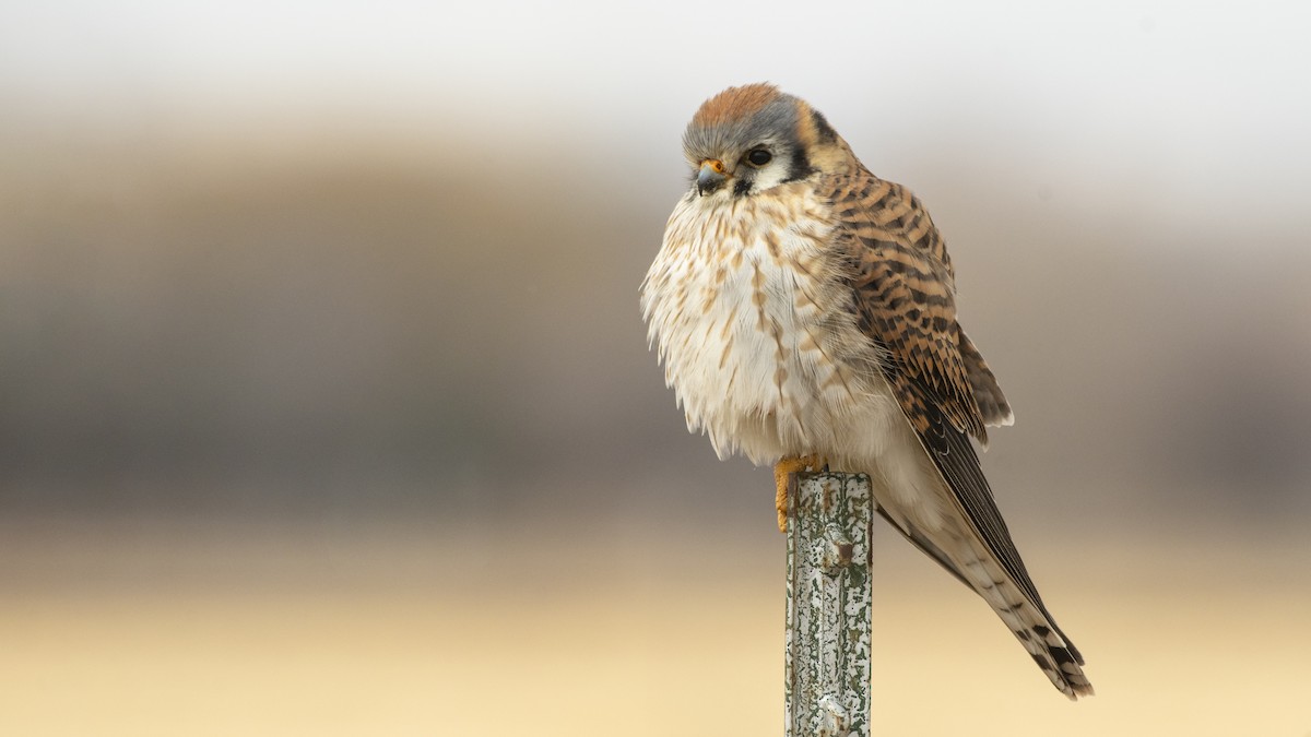 American Kestrel - Bryan Calk